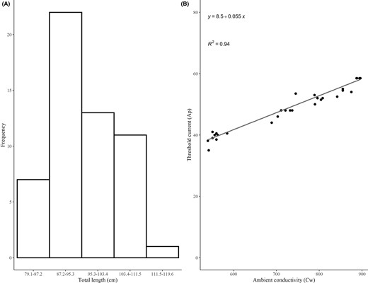 (A) Length‐frequency distribution of Grass Carp grouped into size bins (total length): 79.1–87.2 cm (n = 7), 87.2–95.3 cm (n = 22), 95.3–103.4 cm (n = 13), 103.4–111.5 cm (n = 11), and 111.5–119.6 cm (n = 1); and (B) threshold current (Ap) values for each captured Grass Carp within the size range from 79.1 to 114.0 cm total length, with the least‐squares line through data points at various ambient water conductivities (Cw; μS/cm).