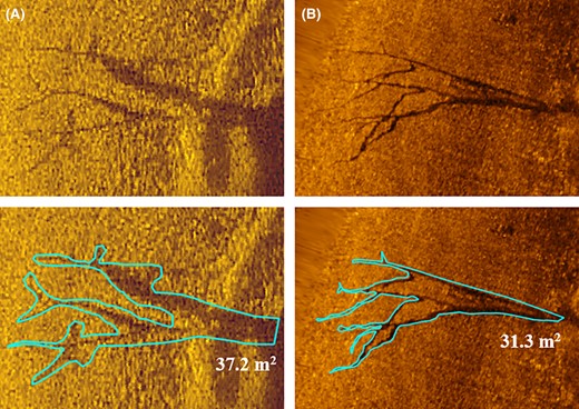 Comparison of woody debris appearance and polygon size in the 0–15‐m zone from the (A) Lowrance Active Imaging 3‐in‐1 side‐scan sonar imagery (polygon size = 37.2 m2) and (B) EdgeTech 6205 side‐scan sonar imagery (polygon size = 31.3 m2). (Scale = 1:200).