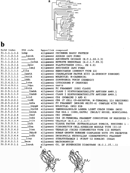  Overview of protein fold space. ( a ) Part of fold tree obtained by hierarchical clustering based on structural similarities between proteins in the representative set (<25% pairwise sequence identity). ( b ) The same part of the fold tree as it appears in the FOLDTREE table. A fold index is constructed by cutting an average linkage clustering tree at a similarity level of two standard deviations above expected (Z = 2), for example 31 in 31.2.5.3.1.1. for synaptotagmin. Subfamilies are defined and indexed according to cuts at similarity levels of Z = 3, 4, 5, 6 and 10, that is increasing levels of stringency. For example, the cut at Z = 4 (31.2.*) separates between blue copper proteins, hemocyanin, coagulation factor, cadherin, bacterial and eukaryotic immunoglobulin-like domains and superoxide dismutases. Indentation in the ‘PDB code’ column corresponds to the fold indices and means that a protein belongs to the same structural family/subfamily as the protein above. ( c ) Stereo view of superimposition between synaptotagmin I (PDB entry 1RSY, thick line) and a fibronectin type III domain (PDB entry 1FNA, thin line) reveals the common topological arrangement of strands in the beta sandwich (cf. ref. 7 ). Plotted with WhatIf ( 17 ). 