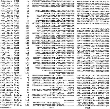  Combining multiple structure-structure alignments with multiple sequence-sequence alignments. A multiple sequence alignment of four protein families: p21 ras , transducin alpha, ADP-ribosylation factor 1 and elongation factor G. Only structurally equivalent blocks are shown; the middle part of the alignment has been omitted in order to highlight the conserved sequence signatures near the N- and C-termini. Structural alignment defines the register of each of the families (indicated in the FSSP column) relative to p21 ras . In addition to the guide structures, the alignment includes representative sequence homologs (Swissprot column; first sequence corresponds to the known structure) taken from the HSSP database of sequence-sequence alignments ( 11 ). The combined multiple alignment is filtered so that any sequence pair displayed has <50% sequence identity. For example, the original HSSP entry for 5p21 lists 189 sequences; here, only 29 representativeras sequences are shown. Notation: ∼, nonequivalent segments and trailing ends from structure alignment; blanks and dots, gaps and trailing ends from sequence alignment; lowercase, insertions in sequence alignment. 