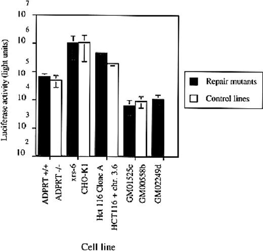 extrachromosomal recombination occurs efficiently in cells defective