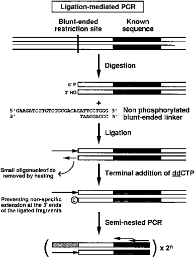 Principle of the semi-nested ligation-mediated PCR technique.