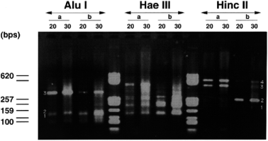  Agarose gel showing semi-nested degenerate LM-PCR from the genomic DNA digest by Hae III. The picture is shown in negative to enhance contrast. For each lane the first and second letters indicate the primer used in the first and second rounds respectively: W, WFQNRR; K, KIWFQN; Q, QIKIWFQ. Numbers refer to the fragments that were cloned and sequenced. Links between bands in the WK and WQ lanes indicate bands that are likely to be amplified from the same gene, as shown by re-amplification tests. 