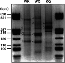  Agarose gel showing semi-nested degenerate LM-PCR from the three Polycelis genomic DNA digests obtained with primers WFQNRR in the first round and KIWFQN in the second round. Lanes a and b for each digest correspond to different conditions for the first round: (a) annealing at 35°C; (b) annealing at 50°C. Lanes 20 and 30 correspond to the number of cycles in the second round. The numbers beside bands indicate which have been sequenced or identified by hybridization. 