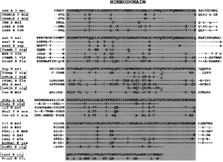  Comparison of the newly identified planarian homeodomain fragments (boxed) with the closest sequences found in other metazoans. Each separate block of sequences corresponds to a class of homeodomains. The first sequence in each class is the reference. N- and C-flanking stretches are represented when additional homologies can be found outside the homeodomain. The arrows indicate the position of an intron in the coding sequences of Polycelis . The abbreviated species names correspond to: D mel, Drosophila melanogaster (arthropod); C ele, Caenorhabditis elegans (nematode); C int, Ciona intestinalis (urochordate); G gal, Gallus gallus , H sap, Homo sapiens and M mus, Mus musculus (vertebrates); C vir, Chlorohydra viridissima (cnidarian); E flu, Ephydatia fluviatilis (sponge); P nig, Polycelis nigra , D tig, Dugesia tigrina and E gra, Echinococcus granulosus (platyhelminths). PnNK1 is the only specific gene fragment that has been obtained from a first round amplification. 