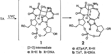 Mutation Spectra of TA*, the Major Photoproduct of Thymidylyl-(3′–5′)