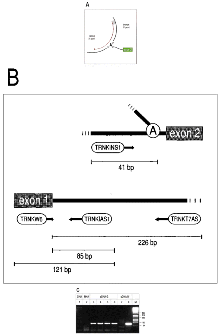 (A) Splicing of group II introns results in a lariat intermediate, in which the 5′ nucleotide of the intron is covalently linked to an internal adenosine residue by a 5′—2′ phosphodiester. cDNA synthesis initiating at a primer homologous to the 5′ part of the intron (red line) is expected to stop at the branching nucleotide, but may only pause and continue, thereby yielding molecules that are extended into the 3′ part of the intron (dotted red line). (B) Location of oligonucleotides that generated lariat-specific RT—PCR products of the group II intron residing in the barley chloroplast tRNA Lys gene (embl:CHHVTRNK and embl:CHHVPSBA). TRNKT7AS: 5′-GATCCTAATACGACTCACTATAGGGAGGCCAGGCTCTATCCATTTATTCACTAGACCC-3′, TRNKINS1: 5′-GGGGAGGGATTTTTCTCTATTGTAACAA-GG-3′, TRNKIAS1: 5′-GGATCAGTCGTGGTCTTCTAGACTCTACC-3′, TRNKW6: 5′-GGTTGCTAACTCAATGGTAGAGTACTCGG-3′. (C) RT—PCR products were separated on a 3% Nusieve Agarose gel along with Pst I cut phage λ DNA (lane M). A single lariat-specific 126 bp band was observed with RNA of green tissue, using MMLV H − (lanes 3 and 6, the latter did not undergo RNase H treatment), RAV2 reverse transcriptase (lane 5) or tTh polymerase (lane 4) for first strand cDNA synthesis. No signals or only faint bands were obtained in control PCRs using either barley total DNA (0.5 −g) or RNA (1 µg) or ss-cDNA generated from RNA of white tissue as templates (lanes 1, 2 and 7). Successful reverse transcription of control RNA (white) was confirmed by PCR with sense primer TRNKW6 that gave rise to a distinct 121 bp product (lane 8). 