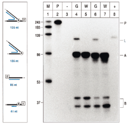  RNase Protection Assay of tRNA Lys splicing intermediates. Proposed origins and sizes of protected fragments (blue bars) are shown on the left. White boxes indicate the 5′ exon and 3′ exon, respectively. Fragments protected from degradation by a mixture of RNase A and RNase T1 were separated on polyacrylamide (10%)/8 M urea gels running transcripts of known sizes as markers (right part; lane 1). Intron molecules internally linked by a 2′–5′ phosphodiester (126 nt band; L) were easily detected in RNA of green tissue (lanes 4 and 6) but not of white tissue (lanes 5 and 7). Protected fragments corresponding with precursor molecules (A and B) were obtained in reactions containing RNAs from either tissue type. Lane 2 neither contained target RNA nor underwent RNase treatment, demonstrating no unspecific cleavage of the probe (209 nt; P) during the assay. An aliquot of 5 mg of yeast tRNA instead of plant RNA was included in lane 3, reporting no unspecific protection of the probe. As another control, 5 pg transcript was added in lane 8. 