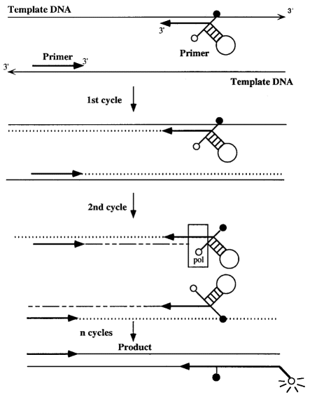 Generation of the energy transfer signal upon the incorporation of the hairpin-primers into the double-stranded PCR products. (○) donor fluorophore; (•) quencher.