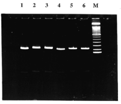 Efficiency of amplification with the hairpin-primers. Products of amplification of 10−9 M PSA cDNA with: control primer (1), Flu-hairpinprimer (2), Flu/DABCYL-hairpin-primer (3); 4–6 same as 1–3 but with 10−11 DNA template; M,100 bp marker (Gibco-BRL) on the MDE™ gels (FMC BioProducts).