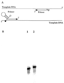 Size of the PCR product synthesized in the presence of hairpinprimer. PCR amplification of PSA cDNA was performed with two primers: an upstream hairpin-primer labeled with DABCYL and fluorescein and a downstream primer labeled with 32P on its 5′ end. An upstream primer without the hairpin structure was used as a control. The structure of the hairpin-primer is presented in Table 1A and the sequences of the regular primers are presented in Materials and Methods. (A) Scheme of the experiment. (B) 32P-Labeled strands of the PCR products synthesized in the presence of the control primer (1) or hairpin-primer (2) analyzed on a 6% denaturing polyacrylamide gel.