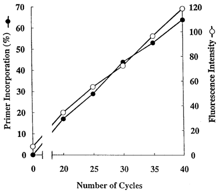 The fluorescence intensity of the amplified PSA cDNA after 0 (1), 20 (2), 25 (3), 30 (4), 35 (5) or 40 (6) cycles. The structure of the hairpin-primer labeled with fluorescein and DABCYL is presented in Table 1A and the sequence of the regular downstream primer is presented in Materials and Methods. Fluorescence intensity of the amplification reaction mixtures and the fraction of the 32P-labeled primers incorporated into the PCR products were plotted against the number of cycles. The incorporation of the 32P-labeled primers into the PCR products was determined by electrophoresis on 6% denaturing gel and quantitated using the PhosphorImager-SP (Molecular Dynamics).