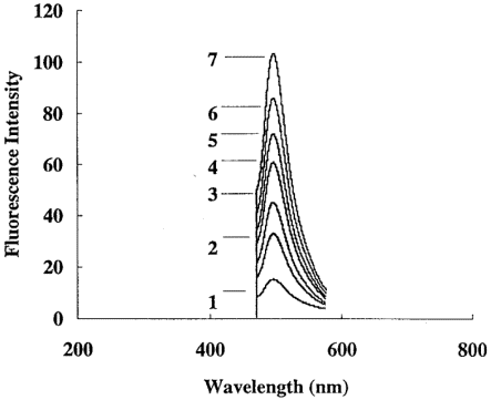 The sensitivity of PCR with hairpin-primers. 0 (1), 10 (2), 102 (3), 103 (4), 104 (5), 105 (6) or 106 (7) molecules of cloned PSA cDNA per reaction were used as a template DNA for the 40 cycles of PCR. The structure of the hairpin-primer labeled with fluorescein and DABCYL is presented in Table 1A and the sequence of the regular downstream primer is presented in Materials and Methods. The emission spectra were measured as described in Materials and Methods.