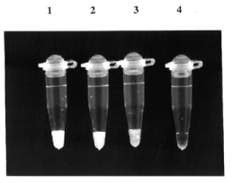 Visible fluorescence of PCR products synthesized with hairpinprimers. 106 (1), 104 (2), 103 (3) and 0 (4) molecules of the cloned PSA cDNA were used as a template DNA for the 40 cycles of PCR with the hairpin-primers labeled with fluorescein and DABCYL. DNA fluorescence was visualized in 0.2 ml thin-walled PCR tubes by placing them directly against a UV transilluminator image analysis system (Appligene), and photographed with a mounted camera using a D540/40 filter (Chroma Technology).