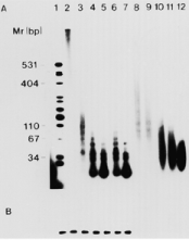  Effect of RNase digestion on the activity of the R-RNA transcript. Radiolabeled or unlabeled R-RNA transcript (4 µg/ml) was digested with either RNase T1 or RNase VI (10 U/ml each) at 30°C for 10 min in a total of 5 µl. ( A ) Digestion reactions (1 µl) using radiolabeled transcript were subjected to electrophoresis on 5% polyacrylamide gels in 0.5× TBE buffer. Lane 1, radiolabeled pGEM-3zf(−) digested with Hpa II; lane 2, R-RNA transcript without RNase digestion; lanes 3–6, digestion with RNase T1 at final activities of 0.78, 1.56, 3.13 and 12.5 U/ml respectively; lanes 7–11, digestion with RNase VI at final activities of 0.05, 0.10, 0.19, 0.39 and 0.78 U/ml respectively. The figure is an autoradiogram. ( B ) The digestion reactions (5 µl) were added to protein kinase (20 µl) containing purified PKR as described in Figure 1 . The final concentration of the R-RNA transcript added to protein kinase assays was 1 µg/ml. Lane 1, no added RNA; lane 2, 150 ng/ml poly(I)·poly(C); lanes 3–7, RNase T1 digestion reactions ( 2–6 ); lanes 8–12, RNase VI digestion reactions ( 7–11 ). The final activity of the RNases in the digestion reactions was as in (A). The figure is an autoradiogram. 