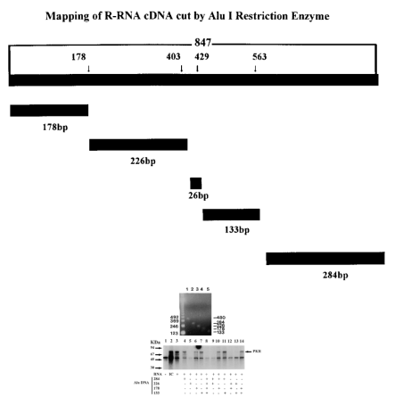  ( A ) Mapping of the R-RNA cDNA by restriction enzyme digestion. Shown is a schematic diagram indicating the Alu I restriction map of the 847 bp R-RNA cDNA. Five Alu I fragments were predicted from the sequence. ( B ) Purification of Alu I fragments. Agarose gel (1.5%) indicating the migration position and purity of Alu I fragments obtained from the R-RNA cDNA digest. The 26 bp fragment is not shown. Lane 1, a 480 bp DNA marker; lane 2, Alu 284 bp; lane 3, Alu 226 bp; lane 4, Alu 178 bp; lane 5, Alu 133 bp. The migration position of DNA of a known size ladder is shown in the far left lane. DNA was visualized following ethidium bromide staining. ( C ) Effect of Alu I fragments on phosphorylation of PKR. Hybridization reactions (10 µl) containing purified R-RNA transcript (5 ng) and a 10-fold molar excess of Alu I cDNA fragments were carried out as described in Materials and Methods. Additions were as indicated in the figure. Protein kinase assays containing the hybridization reaction and purified PKR were as described in Figure 1 . As controls for PKR, one assay contained no added RNA (lane 1), while another assay was supplemented with 150 ng/ml poly(I)·poly(C) (lane 2) in the kinase reaction. The migration position and molecular weights (×10 3 ) of protein standards, phosphorylase (94 kDa), bovine serum albumin (67 kDa), ovalbumin (45 kDa) and carbonic anahydrase (30 kDa) are indicated on the left. The arrow on the right indicates the position of PKR. The figure is an autoradiogram. ( D ) Effect of Alu I fragments on the stability of the R-RNA. Gel-purified R-RNA transcript (500 ng/reaction) was incubated in the presence of a 10-fold molar excess of the Alu I 284 fragment (lane 2) and Alu I 226 fragment (lane 3). One assay contained only R-RNA transcript (lane 1). Incubations were carried out under the hybridization conditions described in Materials and Methods. Reaction mixtures were resolved by electrophoresis using 1% agarose gels. RNA was visualized following treatment with ethidium bromide. 