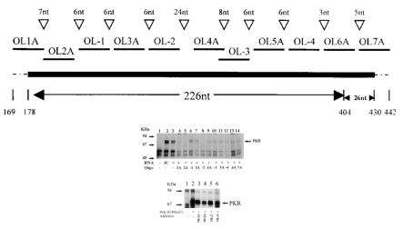  ( A ) Mapping of the 252 nt region with oligos. Shown is a schematic diagram indicating the location and spatial distribution of 11 oligos complementary to the 252 nt region of the R-RNA. The size and sequence of each oligo is described in Materials and Methods. Also indicated are the gaps and overlaps in nucleotides between oligos. The numbers in the lower portion of the figure represent the position of the nucleotide in the R-RNA sequence, which has been published elsewhere ( 36 ). ( B ) Effect of oligos on phosphorylation of PKR. Hybridization reactions and protein kinase assays were carried out as described in Figure 3C , except that oligos (50 ng) were added to hybidization reactions as indicated. Controls included hybridization reactions containing: no added RNA (lane 1), 3 ng poly(I)·poly(C) (lane 2) and 5 ng R-RNA transcript alone (lane 3). The figure is an autoradiogram. ( C ) Effect of oligos on phosphorylation of PKR by poly(I)·poly(C). Hybridization reactions and protein kinase assays were carried out as described in Figure 3C except poly(I)·poly(C) (3 ng) and oligos (100 ng) were added to reactions as shown. One hybidization contained no added RNA. The figure is an autoradiogram. 