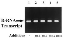  Effect of oligos on the stability of the R-RNA. Gel-purified R-RNA transcript (500 ng/reaction) was incubated in the presence of the indicated complementary oligo (200 ng), as described in Figure 3D . One incubation contained RNA alone (lane 1) as a control. Gel electrophoresis and staining was as described in Figure 3D . 