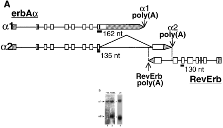  Expression of erbAα and RevErb in B cell lines. ( A )Structural organization of the overlapping c-erbAα locus. Arrows indicate the direction of transcription, boxes represent exons, lines represent introns. Shaded boxes represent 5′ and 3′ untranslated regions. Vertical, dotted lines demarcate RevErb and α2 complementary sequence. The α1, α2 and RevErb poly(A) sites are noted. The alternative splicing of the α2-specific exon is represented by the angled line above the map. Probes used in RNase protection assays are indicated as bars beneath the sequence with length of the protected fragments indicated in nt. ( B ) Northern blot analysis of 1 µg 70Z/3 (lane 1), 2 µg J558L (lane 2) and 3 µg C6 (lane 3) polyA + cytoplasmic RNA. Blots were hybridized with a probe from the region common to α1 and α2. 