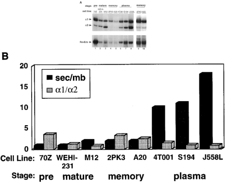  Differential erbAα alternative RNA processing in B cell lines representing various stages of differentiation. ( A ) RNase protection assays of B cell cytoplasmic mRNA using the erbAα and RevErb-specific probes shown in Figure 1A . Assays were carried out with 10 µg J558L RNA, 20 µg 70Z/3, M12, 4T001, S194 RNA and 30 µg WEHI-231, 2PK3, A20 RNA. Assays were carried out in parallel except for those shown in lanes 3 and 7 which were analyzed in a separate experiment. Lanes 9 and 10 show results of the same experiment in lanes 4 and 5 except for a 2-fold increase in exposure time. The specific B cell lines and their representative stage in differentiation is indicated above each lane. The protected fragments corresponding to α1, α2 and RevErb mRNAs are indicated at left. ( B ) Comparison of the ratio of α1/α2 mRNA and Ig sec/mb mRNAs ( 13 , 14 , 19 , 20 ) is shown schematically. 