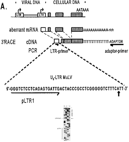  ( A ) Schematic representation of the strategy to rapidly amplify cDNA fragments adjacent to virus integration sites.Viral insertions in a cellular gene may generate aberrant mRNAs initiated through transcription from the viral promoter located on the long terminal repeat (LTR). The aberrant mRNA is polyadenylated downstream of the cellular polyadenylation signal (AATAAA). cDNA is synthesized by reverse transcription using an oligo(dT)-adaptor primer which primes on the polyA tails or A-rich sequences (3′ RACE, 3′ rapid amplification of cDNA ends). Using the adaptor primer and an LTR specific primer (pLTR1) the cellular DNA fragments flanking the VIS are amplified by PCR. ( B ) RT-PCR (adaptor/pLTR1) on polyA + RNA isolated from CasBrM-MuLV induced myeloid leukemia cell lines NFS22, NFS56, NFS58, NFS60 and NFS78 (+RT). As a control PCR was carried out on polyA + RNA samples without the addition of reverse transcriptase (-RT). The integrity of the isolated polyA + RNA and the first strand cDNA was confirmed by RT-PCR with β-actin primers (M, marker). ( C )Sequence analysis of downstream of the LTR primer located MuLV LTR-specific sequences. The arrow (5′-TTTCA^NN-3′) indicates the general fusion site of viral and cellular cDNA in both A and C. The cDNA sequence depicted in this figure is identical to the murine EST (DDBJ/EMBL/GenBank accession no. W97251). 