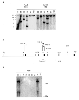  ( A ) Southern blot analysis ( Pvu II and Bam HI digest) of a panel of retrovirally induced leukemic cell lines NFS22, NFS58, NFS60, NFS78, NFS61 and NFS107 hybridized with fragment 1. ( B ) Limited restriction map of the Evi1 locus with the site and orientation of viral integrations, indicated by arrows, in the leukemic cell lines NFS22, NFS58, NFS60 and NFS78 (PII, Pvu II; B, Bam HI; S, Sst I; P, Pst I; H, Hin dIII). The black boxes indicate the 5′ end exon structure of the Evi1 gene ( 7 , 12 ). ( C ) Northern analysis of the cell lines NFS22, NFS31, NFS36, NFS56, NFS58, NFS60, NFS61, NFS78 and NFS107 probed with fragment 1. 