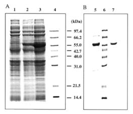  SDS-PAGE of protein samples from E.coli BL21(DE3) transformed by pET28b/YNL292w plasmid. ( A ) Expression of the recombinant protein (YNL292w) was induced by 1 mM IPTG for 0, 90 and 150 min (lanes 1, 2 and 3 respectively). ( B ) Aliquots of two subsequent steps of purification: Ni 2+ -NTA-agarose column (lane 5) and Mono Q column (lane 7). Mid-range protein molecular weight markers (Promega) were applied to lanes 4 and 6. The electrophoresis was performed in 10% PAGE. 