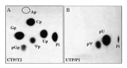  Autoradiography of two-dimensional chromatograms of 3′- and 5′-nucleotides on thin-layer cellulose plates. ( A ) The 3′-mononucleotides were obtained after T2-digestion of wild-type yeast tRNA Asp transcript labelled by [ 32 P]CTP and incubated with the recombinant protein (YNL292w) at 30°C as described in Materials and Methods (only 3′CMP, 3′UMP, 3′GMP, 3′ΨMP and inorganic phosphate are present). ( B ) The 5′-mononucleotides were formed by P1-digestion of yeast tRNA Phe mutant (PheY67) transcript labelled by [ 32 P]UTP and modified by incubation with the recombinant protein YNL292w at 30°C (only 5′UMP, 5′ΨMP and inorganic phosphate are present). The chromatographic system (N/N) has been described previously ( 55 ). 