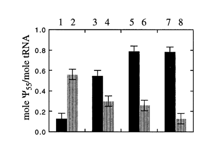  Activity of tRNA:Ψ 55 synthase in various fractions of fractionated extract, prepared from wild-type and YNL292w-containing E.coli strains. Activity was measured using mutant (PheY67) tRNA Phe as a substrate. The amount of pseudouridine formed in the transcript upon incubation for 30 min at 30°C is indicated. Black bars represent the activity in the extract from transformed E.coli strain (2.5 mg/ml), while the shaded ones correspond to control extract from E.coli BL21 (DE3) (3.8 mg/ml). The extracts (∼10 mg of total protein) were fractionated on 100 µl Ni 2+ -NTA-agarose column. Unbound fraction (lanes 1 and 2), column wash with buffer A without Triton X-100 (lanes 3 and 4), fraction eluted at 20 mM imidazol (lanes 5 and 6) and fraction eluted at 150 mM imidazol (lanes 7 and 8). 