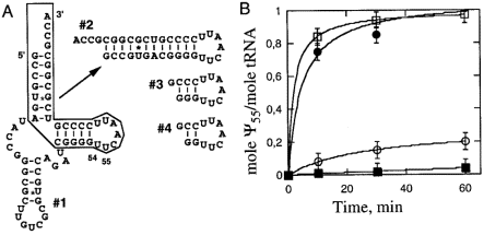  Sequences of four yeast tRNA Asp mutants ( A ) tested for Ψ 55 formation with the recombinant product from YNL292w (0.1 µg/ml). The corresponding time courses are shown in ( B ). tRNA Asp #1(□), mut#2 (●), mut#3 (◯), mut#4 (■). 