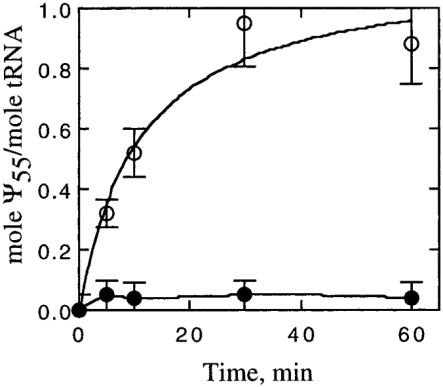  The activity of tRNA:Ψ 55 synthase in wild-type strain and the YNL292w-disrupted haploid strain. Time courses of Ψ 55 formation in yeast tRNA Phe mutant (PheY67), labelled by [ 32 P]UTP incubated at 30°C in the presence of an S100 extract (0.6 mg/ml) from wild type yeast strain (◯) and in presence of an S100 extract (0.6 mg/ml) from the haploid disruptant (●). 