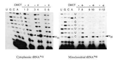  Chemical mapping of pseudouridine residues in cytoplasmic (left panel) and mitochondrial tRNAs Arg (right panel) from wild-type (lanes 1 and 2, 7 and 8), YNL292w-heterozygous diploid-disrupted (lanes 3 and 4, 9 and 10) and YNL292w-disrupted (lanes 5 and 6, 11 and 12) yeast strains. Autoradiograms of reverse transcription products in 15% polyacrylamide-8 M urea gels are shown. The strong stops (shown by arrows) in the reverse transcription of tRNA correspond to pseudouridine residues. The corresponding tRNA sequencing is shown on the left of each gel. The samples of tRNA were treated with CMCT followed by Na-bicarbonate hydrolysis (lanes 2, 4, 6, 8, 10 and 12) and compared with control tRNA samples (lanes 1, 3, 5, 7, 9 and 11). 