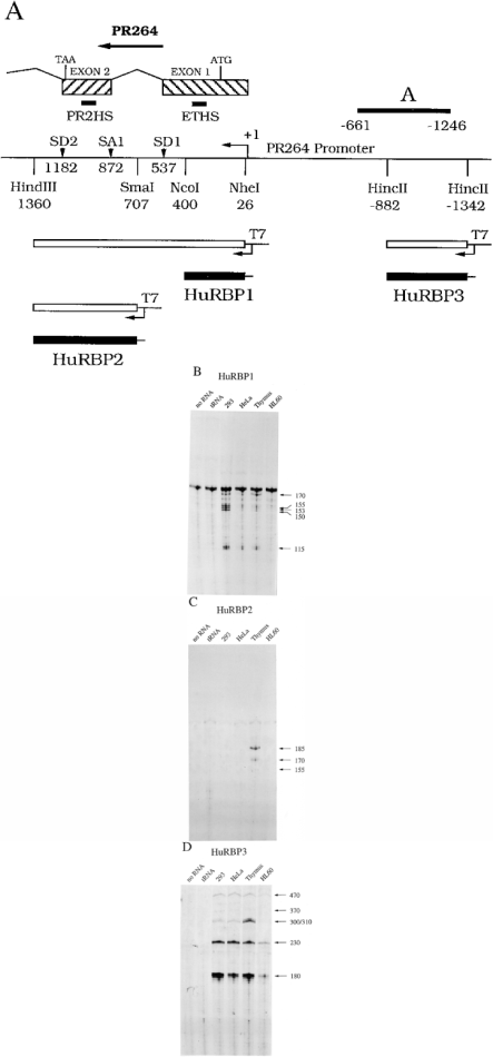  RNase protection analyses of human ET RNA species. ( A ) The structure of the RNA probes and their correspondence with the PR264/SC35 sequences. Pertinent restriction sites, PR264/SC35 transcription start site (+1), coding exons, splice donor (SD1, SD2) and acceptor (SA1) sites are indicated and landmark nucleotide numbers are mentioned. The A probe used for northern blot analysis and the oligonucleotide probes (PR2HS and ETHS) used in double in situ hybridization experiments are indicated. RNase protection experiments were performed with HuRBP1 ( B ), HuRBP2 ( C ) or HuRBP3 ( D ) probe and 5 µg of the indicated polyadenylated RNA. The specifically protected fragments are indicated by arrows. Sizes are in nucleotides. Protected fragments (180 nt with HuRBP1, 230 nt with HuRBP2) observed in control lanes (‘no RNA’ and ‘tRNA’) and resulting from autoprotection of the probe were not considered. 