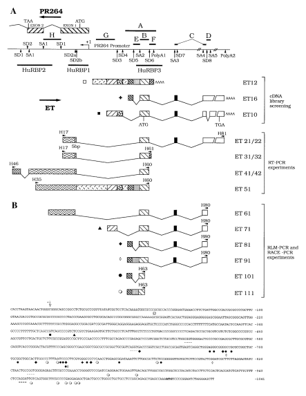  Schematic structure of the human ET cDNAs. ( A ) Oligonucleotides used in RT-PCR experiments are indicated at both ends of the corresponding products by horizontal arrowheads. The splice donors (SD), splice acceptors (SA) and polyadenylation signals (poly A) used to generate the various ET RNAs are in agreement with consensus sequences. The PR264/SC35 transcription start site (+1), coding exons, splice donor (SD1, SD2) and acceptor (SA1) sites are indicated. ET16 and ET10 translation initiation and stop codons are mentioned. Probes used for RNase protection experiments, northern blot hybridizations and cDNA library screening are positioned on the ET-PR264/SC35 locus. ET and PR264/SC35 transcriptional orientation are indicated by arrows. ( B ) Characterization of human ET RNA 5′-ends by RLM- and RACE-PCR experiments. The structure of the PCR products is drawn. Corresponding 5′-ends are indicated under the PR264/SC35 promoter sequence by symbols defining each class of cDNA. Specific oligonucleotides used in these experiments are represented at the 3′-end of the cDNA by arrowheads. The PR264/SC35 transcription start site defining the sequence numbering is indicated by +1. The 5′-end of the ET10, ET12 and ET16 cDNAs are represented by the corresponding symbol. ET splice donors SD3, SD4, SD5 are underlined and splice acceptor SA2 is underlined twice. The ET16 and ET10 translation initiation codon is in bold. 