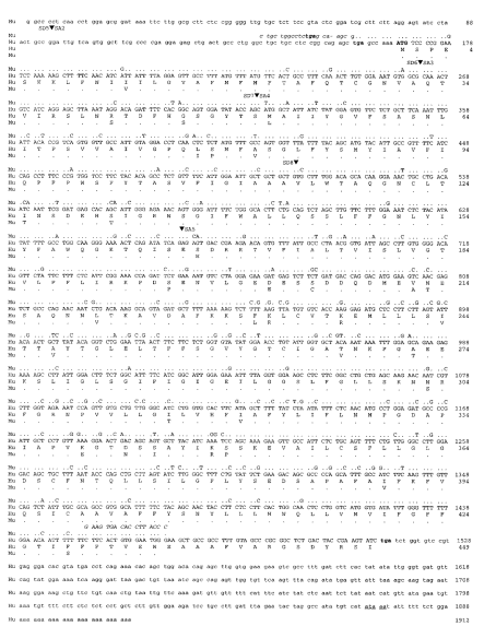 Nucleotide sequence of the human ET16 cDNA and deduced amino acid sequence of the predicted ET16 protein. The murine (Mu) ET8 cDNA nucleotide sequence and deduced amino acid sequence are aligned with the corresponding human sequences (Hu). Murine M15 and human H95 oligonucleotides used in ET8 RT-PCR amplification are indicated in italic. Only the divergent nucleotides and amino acids are indicated. Coding sequences are in capital letters. The translation initiation codon is in bold. In frame translation stop codons are in bold lowercase letters. Arrowheads indicate splice donor and acceptor sites. The polyadenylation signal is underlined. The 3′ alternative sequences missing in ET10 cDNA are delineated by SD8 and SA5 splice sites.