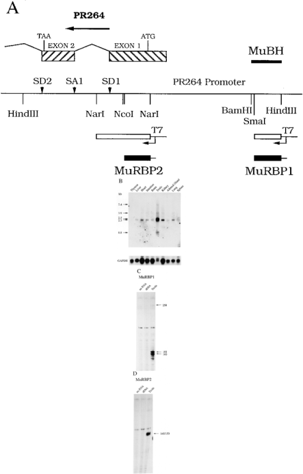  Conservation and expression of ET sequences in murine tissues. ( A ) The correspondence of the DNA and RNA probes with the murine genomic PR264 sequences. The pertinent restriction sites are mentioned. The PR264 coding exons, splice donor (SD1, SD2) and acceptor (SA1) sites are indicated. ( B ) Northern blot analysis of polyadenylated RNA samples from murine tissues (5 µg/lane) was performed with the 32 P-labelled MuBH DNA probe. Sizes are in kilobases. GAPDH was used as an internal control to normalize for variations in RNA amounts. RNase protection experiments were performed with MuRBP1 ( C ) or MuRBP2 ( D ) RNA probe and 3 µg murine testis polyadenylated RNA. The specifically protected fragments are indicated by arrows. Sizes are in nucleotides. Protected fragments (160 nt with HuRBP1 and HuRBP2) observed in control lanes (‘no RNA’ and ‘tRNA’) were not considered. 