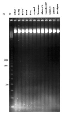 Example of an agarose gel electrophoresis of undigested genomic DNA of all organisms where 3 µg of genomic DNA was loaded from each sample.