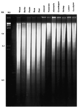 Example of agarose gel electrophoresis of Bam HI restriction digest of genomic DNA extracted by our protocol from all organisms under study. M1, λ/ Hin dIII molecular weight marker.