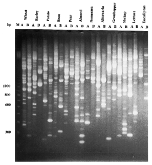 RAPD fingerprints of all DNAs with primers OPB-18 (5′-CCA CAG CAG T-3′) and OPJ-10 (5′-AAG CCC GAG G-3′) and 2 U Stoffel fragment Taq DNA polymerase. The amplification program is as previously described ( 1 ). The amplification products were resolved on 2% agarose gel. The organism is indicated at the top of the figure. A, primer OPB-18; B, primer OPJ-10. M1, 100 bp molecular weight DNA ladder (BRL/Gibco).