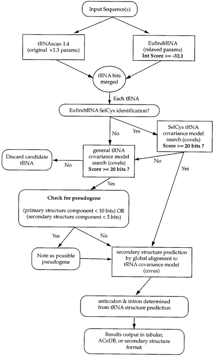 Schematic diagram of tRNAscan-SE algorithm. Steps carried out by tRNAscan-SE are shown in ovals and rounded-edge boxes. tRNA selection and analysis performed by external programs are shown in rectangles.