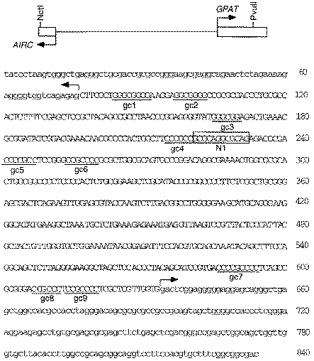 AIRC-GPAT intergenic region. A schematic diagram is given on top showing the region between transcription start sites (thin line) and 54UTRs (boxes) for AIRC and GPAT. The nucleotide sequence of 54UTRs is in lower case. A NotI site (not in the gene) was attached to nt 2 for cloning. GC boxes (gc-1 to gc-9) and recognition site 1 for NRF-1 (N1) are shown. The ATG initiation codon for AIRC and GPAT immediately precedes nt 1 and follows nt 840, but is not shown.