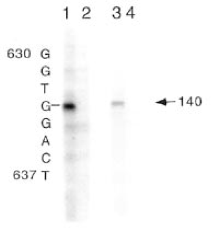 RNase protection to determine the GPAT transcription start site. Antisense RNA corresponding to nt 412–733 (lanes 1 and 2) and nt 518–733 (lanes 3 and 4) was hybridized to 20 µg HepG2 RNA (lanes 1 and 3) or 20 µg tRNA (lanes 2 and 4) and after RNase digestion was run alongside a sequencing ladder size standard on a 6% polyacrylamide sequencing gel. The arrow marks the position of the single 140 nt protected fragment. The size of the protected fragment defines the transcription start site, G at position 634.