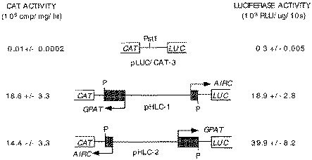 Constructs used to assay bidirectional promoter function. GPAT-AIRC nt 2–773 with added PstI adapters was inserted into the polylinker PstI site of pLUC/CAT-3. Values for CAT and LUC are the averages (± standard deviation) of at least three transfections, each assay done in duplicate. Results are normalized against β-galactosidase of a co-transfected RSV-β-gal plasmid. RLU, relative light units; P, PstI site.