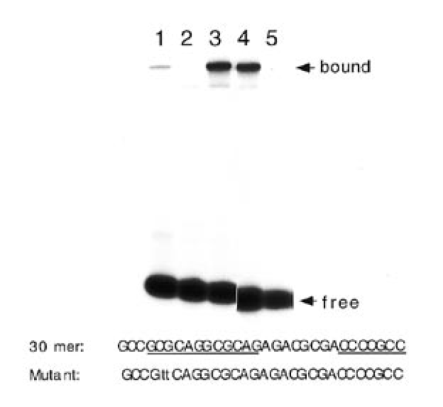 Protein binding to N1/gc-5 30mer. The nucleotide sequence of the 30mer is shown and positions of N1 and gc-5 are marked. The 2 bp N1 mutation is in lower case. Gel shift assay using 20 µg HepG2 nuclear extract with native (lanes 1–6) and mutant (lanes 7 and 8) 30mer: lane 1, Mg2+ omitted, lane 2, competition by 50-fold molar excess wild-type 30mer; lanes 3, no competitor DNA; lane 4, 200-fold excess unlabeled Sp1 oligomer; lane 5, mutant 30mer. The film was cut to remove irrelevant lanes.