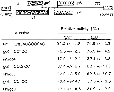 Inhibition of bidirectional transcription in HepG2 cells by N1, gc-4, gc-5 and gc-6 site mutations. Sites N1, gc-4, gc-5 and gc-6 in the bidirectional reporter vector pHLC-2 are shown schematically on top. Mutations are shown for each of the sites by lower case letters. CAT and LUC activities (± standard deviation) relative to the wild-type control are averages from at least three separate transfections of HepG2 cells. Each assay was done in duplicate and values were normalized against β-galactosidase from a co-transfected plasmid.