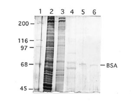 Silver stained SDS-PAGE of HeLa cell proteins at various stages of purification. Lane 1, molecular mass standards; lane 2, 4 µg nuclear extract; lane 3, 1 µg Sephacryl S-300 fraction; lane 4, ∼100 ng first DNA affinity fraction; lane 5, ∼15 ng second DNA affinity fraction; lane 6, 5 ng bovine serum albumin. It is not understood why apparently identical bands in lanes 4 and 5 are in slightly different positions.