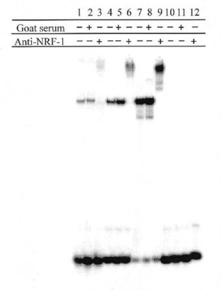 NRF-1 gel shift and supershift. Gel shift assay using: lanes 1–3, 20 µg HeLa nuclear extract; lanes 4–6, ∼4 ng affinity purified HeLa NRF-1; lanes 7–9, 20 ng E.coli extract containing recombinant NRF-1; lanes 10–12, 20 ng E.coli extract (vector control). The DNA was 32P-labeled 30mer. Following the binding reaction, 1 µl goat NRF-1 antiserum or 1 µl non-immune goat serum was added where indicated and the protein-DNA complexes were resolved by electrophoresis on a native 5% polyacrylamide gel. Lanes were counted for radioactivity with a Packard Instant Imager electronic autoradiography system and the figure is a printed display of the recorded image.