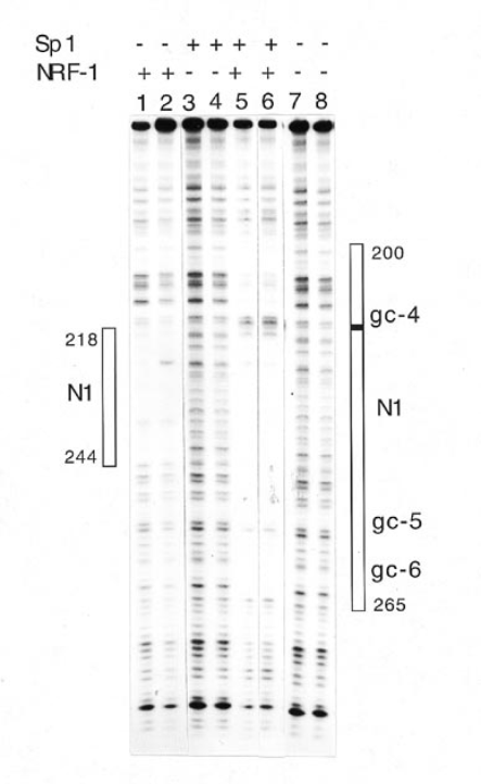 Footprints of NRF-1- and Sp1-promoter complexes. The promoter fragment, nt 180–346, labeled with 32P at its 34-end was incubated with 5 or 10 µg purified HeLa NRF-1 (lanes 1 and 2 respectively), 50 or 100 ng Sp1 (lanes 3 and 4 respectively) or 5 ng purified NRF-1 plus 50 or 100 ng Sp1 (lanes 5 and 6 respectively). No proteins were bound to DNA for lanes 7 and 8. Boxes to the left and right show boundaries of protected regions. A hypersensitive site is marked by a black box. The photograph was cut to remove irrelevant lanes.