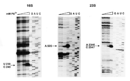 Primer extension and sequence analysis of Pb2+ cleaved 16S and 23S rRNA. Incubation of 70S ribosomes with Pb2+ was performed as described in Materials and Methods. The Pb2+ concentrations were 0, 3, 5 and 10 mM. Lanes G, A, U and C are dideoxynucleotide-terminated sequence reactions carried out on unmodified rRNA whereby the letters denote the nucleotide on the rRNA. Only the three regions with high efficiency cleavages are shown. Positions at which reverse transcriptase is halted due to cleavage of the RNA are indicated by an arrow and the identity and position of the last nucleotide incorporated is indicated.