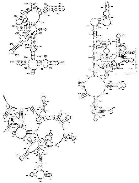 The positions of the three strong Pb2+ cleavage sites on the secondary structure model of 16S and 23S rRNA (45). Only the relevant regions for G240 on the 16S rRNA and for A505 and C2347 on the 23S rRNA are shown. Thick arrows denote the positions of the three strong cleavage sites, the thin arrows indicate the two adjacent minor cleavage sites, which are only visible at 10 mM Pb2+. Tertiary interactions are connected by thin long lines or dotted lines.